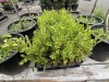 Green Mountain Boxwood Qty: 58 - 2