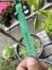 Combination Pear Tree Qty: 2 - 6