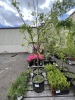Combination Pear Tree Qty: 2 - 7
