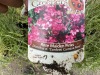 Jeepers Creepers Rose Maiden Pinks Qty10 - 3
