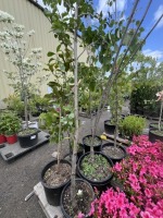 Assorted Shade/ Flowering Trees Qty:7