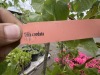 Assorted Shade/ Flowering Trees Qty:7 - 3