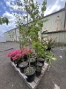 Assorted Shade/ Flowering Trees Qty:7 - 4