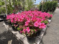 Pink Macrantha Azalea Qty: 12