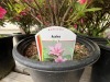 Pink Macrantha Azalea Qty: 12 - 2