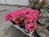 Pink Macrantha Azalea Qty: 12 - 3