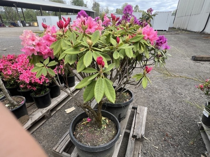 Rhododendron Qty: 2