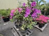 Rhododendron Qty: 2 - 3