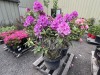 Rhododendron Qty: 2 - 4