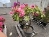 Rhododendron Qty: 2 - 5