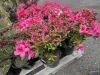 Azalea Qty: 6 - 2