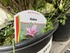 Azalea Qty: 6 - 3
