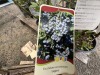 Legacy Blueberry Qty: 10 - 3