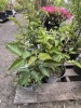Navaho Thornless Blackberry Qty: 7 - 2