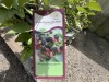 Navaho Thornless Blackberry Qty: 7 - 3