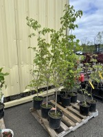 Chinese White Flowering Dogwood Trees