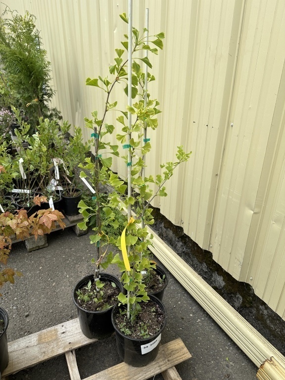 Variegated Maidenhair Tree Qty: 3