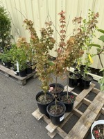 Trident Maple Trees Qty: 4