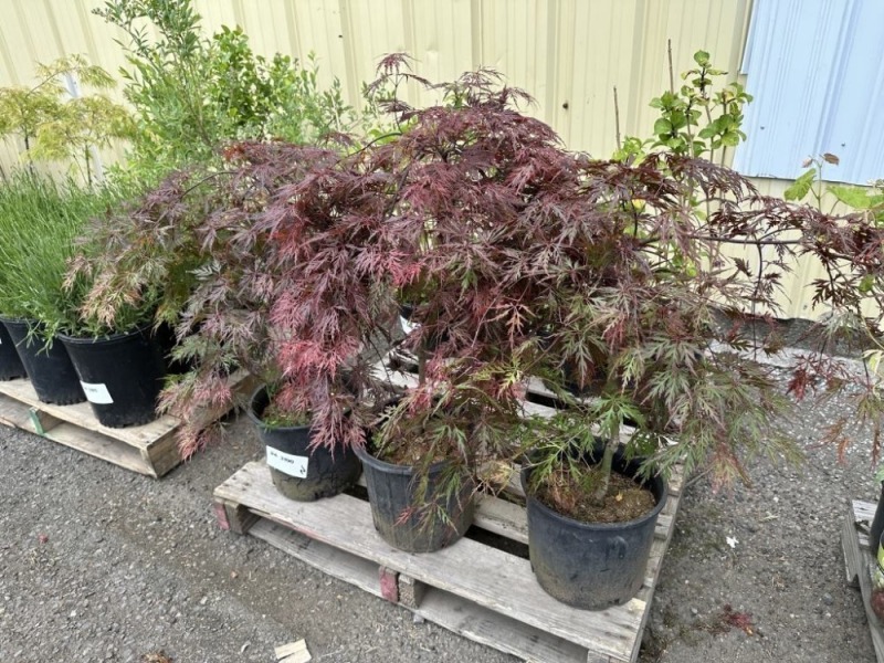 Japanese Maples Qty: 3