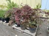 Japanese Maples Qty: 3