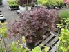 Japanese Maples Qty: 3 - 2