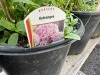 Onyx Flamingo Hydrangea Qty: 4 - 3