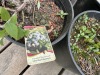 Mini Blues Blueberry Plant Qty: 6 - 3