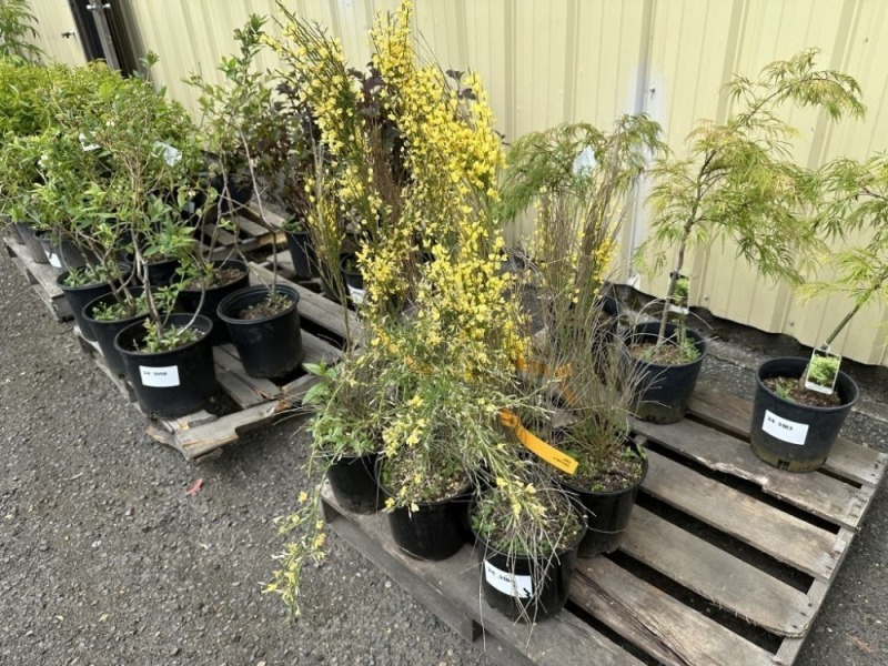 Allgold Striele Scotch Broom Qty: 6