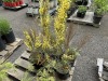 Allgold Striele Scotch Broom Qty: 6 - 2