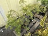 Green Lace Leaf Japanese Maple Qty: 3 - 2