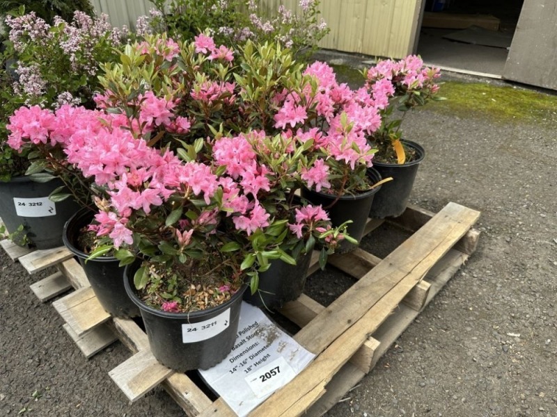 June Pink Rhododendron Qty: 6