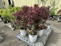 Wine & Roses Weigela Qty: 4