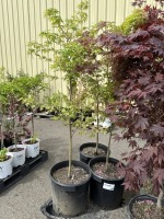 Upright Green Japanese Maple Qty: 3