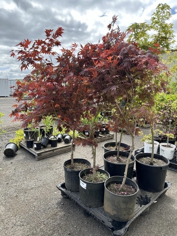 Upright red Japanese Maple Qty: 3