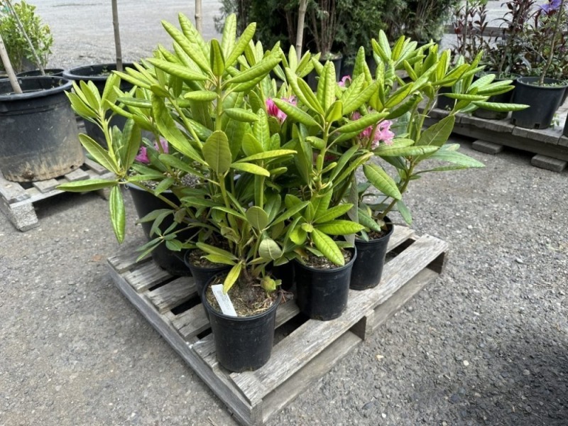 Haaga Rhododendron Qty: 5