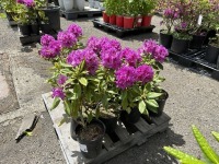 Dark Purple Rhododendron Qty: 10