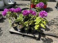 Dark Purple Rhododendron Qty: 10