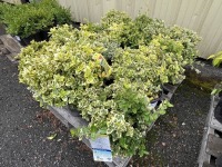 Emerald & Gold Euonymus Qty: 12