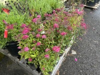 Anthony Waterer Spirea Qty: 12