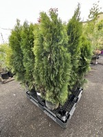 Emerald Green Arborvitae Qty: 9