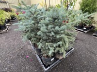 Colorado Blue Spruce Qty: 6