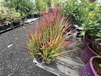 Japanese Blood Grass Qty: 12