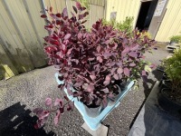 Purple Smoke Bush Qty: 12