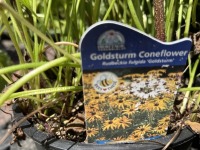 Goldsturm Coneflower, Qty: 6