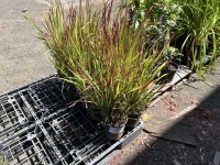 Red Baron Japanese Blood Grass, Qty: 10