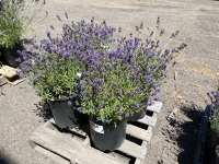 Phenomenal Lavender, Qty: 4