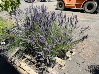 Lavender, Qty 6