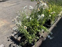 Shasta Daisy, Qty: 12