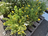 Goldfinger Cinquefoil, Qty: 12