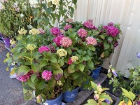 Summer Crush Hydrangea, Qty: 8